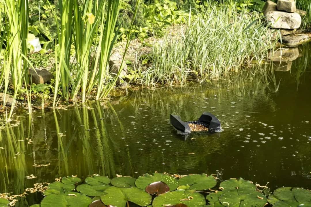 Was kostet ein Teich? Die versteckten Kosten im Überblick