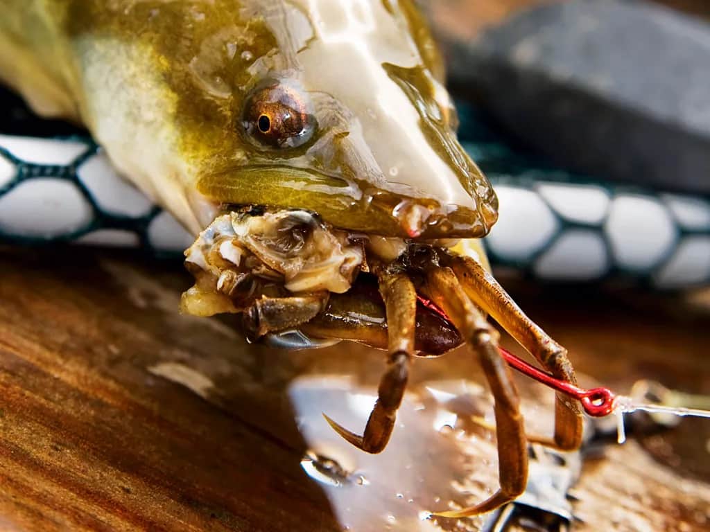 Welcher Köder für Aal: Die besten Tipps für erfolgreichen Fang