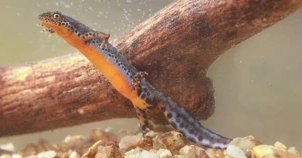 Wie kommen Molche in den Teich? So schaffen Sie optimale Bedingungen