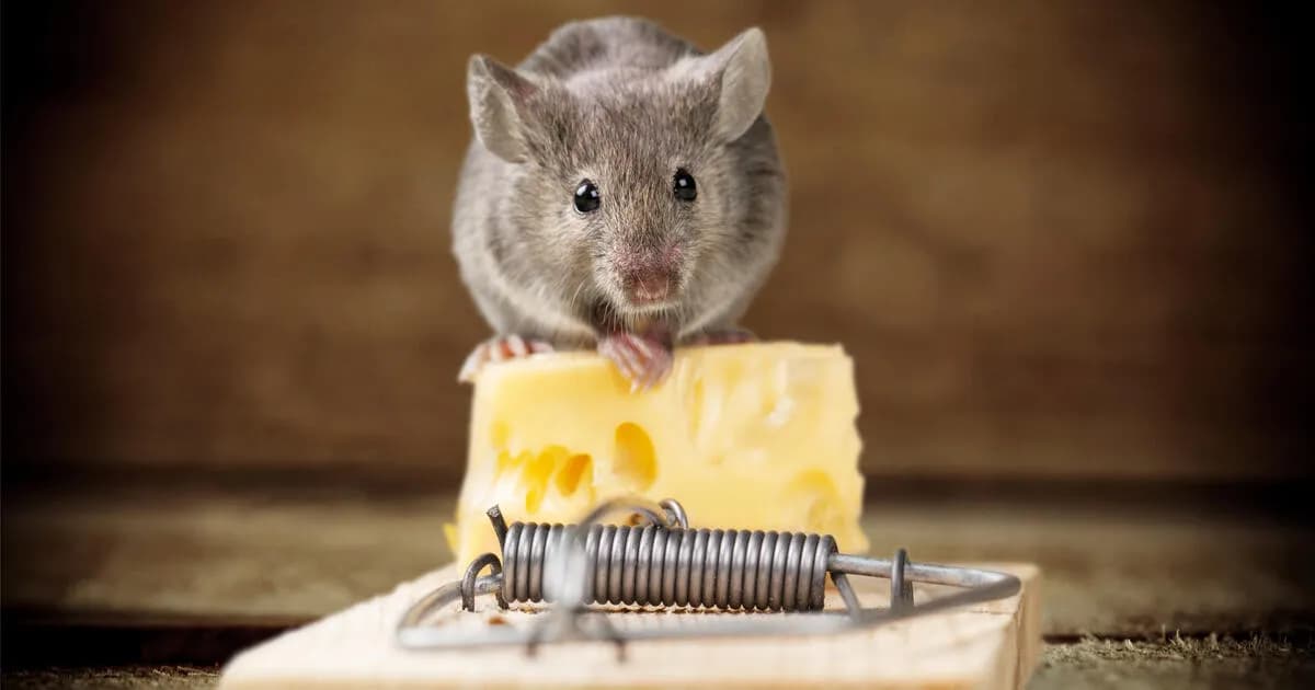 Die besten Köder für Mäuse: So fangen Sie die Nager effektiv