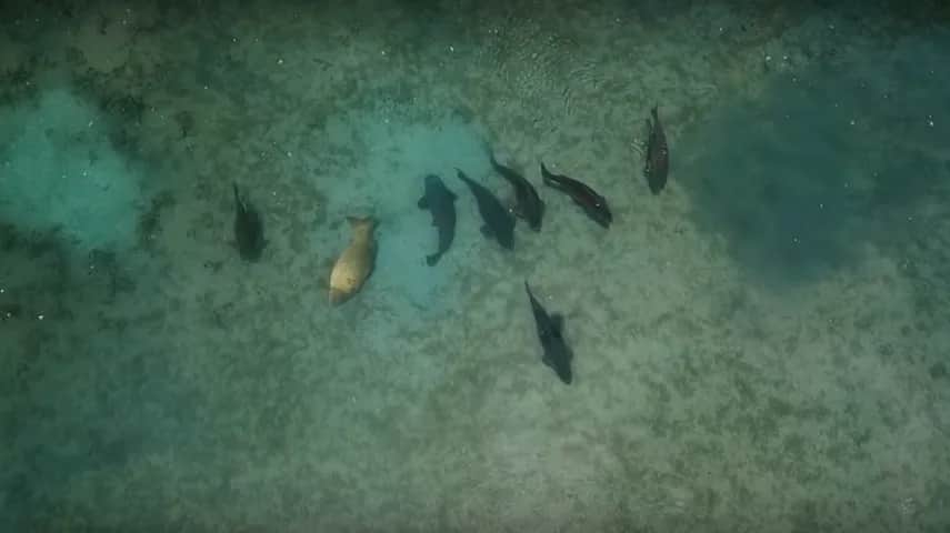 Was ist ein Karpfen? Eigenschaften, Lebensraum und kulinarische Bedeutung