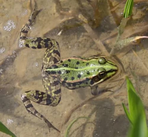 Wie alt werden frösche im teich? Überraschende Fakten zur Lebensdauer