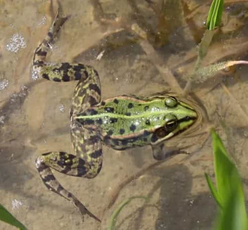 Wie alt werden frösche im teich? Überraschende Fakten zur Lebensdauer