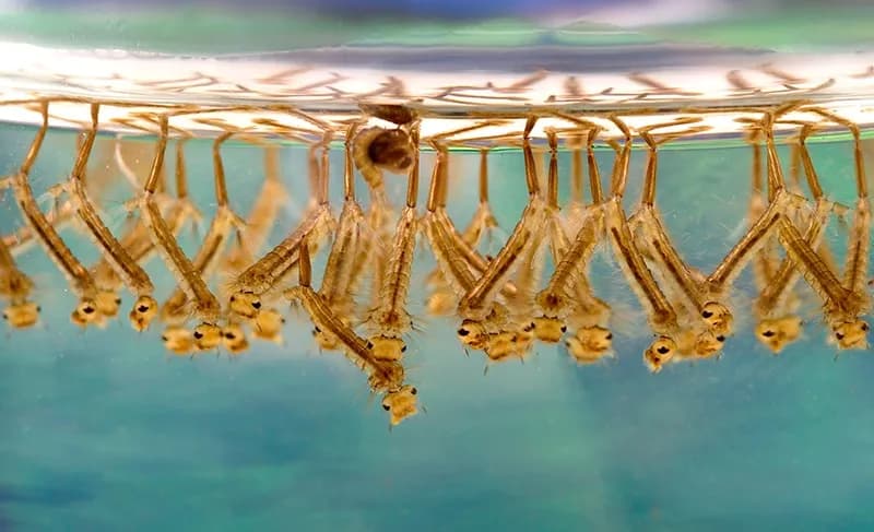 Effektive Methoden: Was hilft gegen Mückenlarven im Teich?