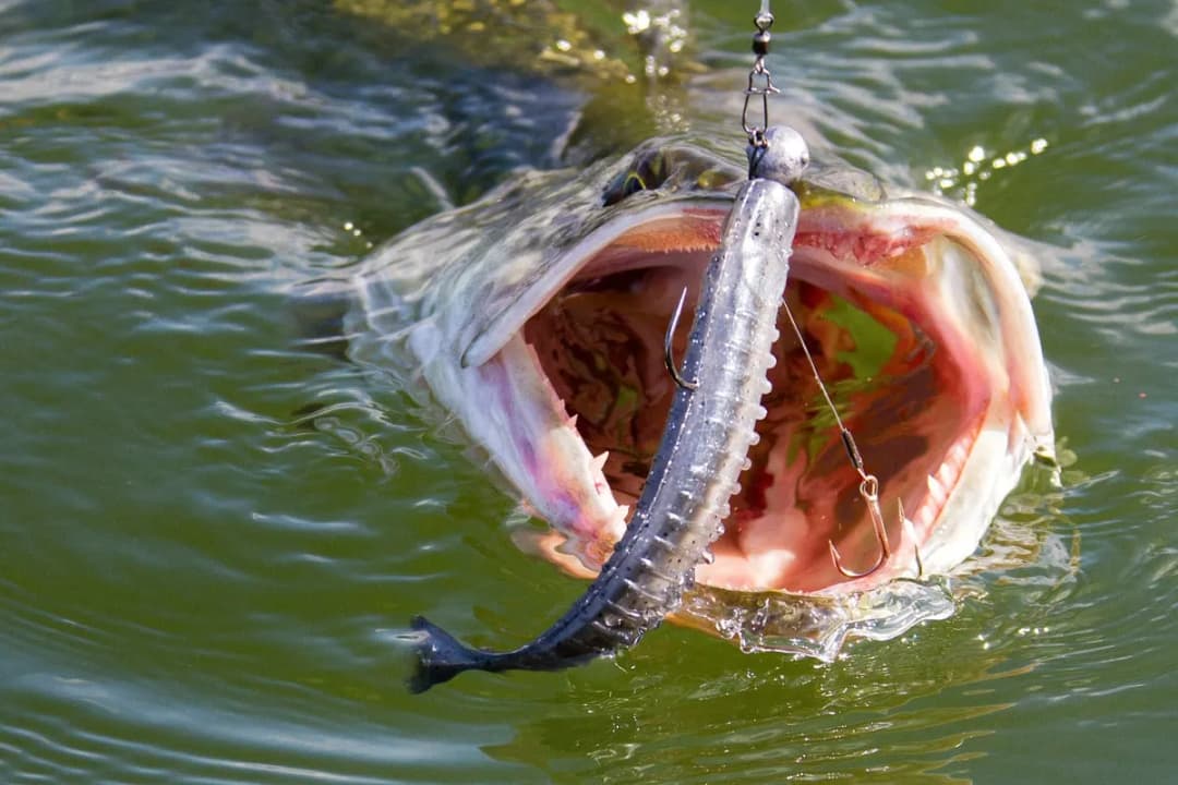 Die besten Köder für Hecht: So fängst du garantiert mehr Fische