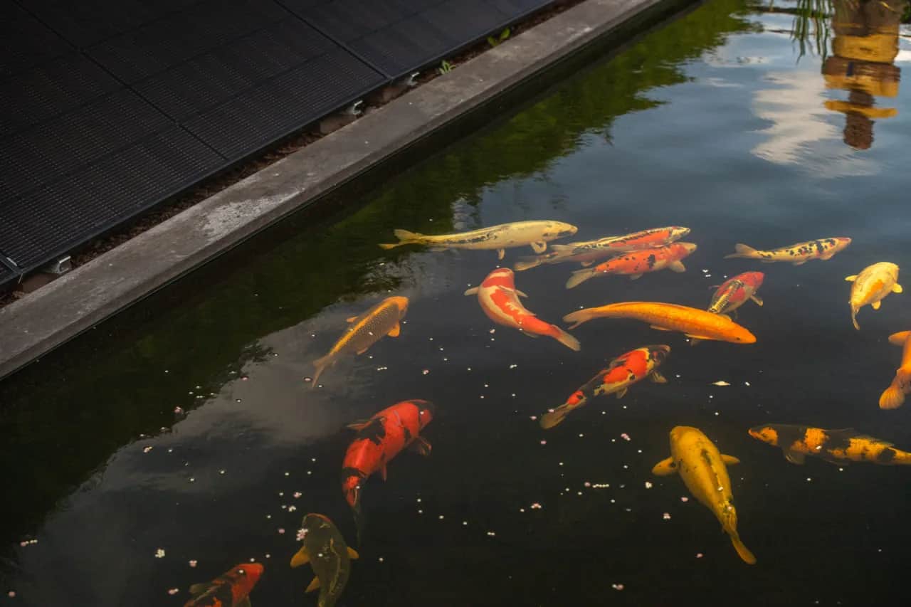 Was fressen Kois im Teich? Die besten Futteroptionen und Tipps