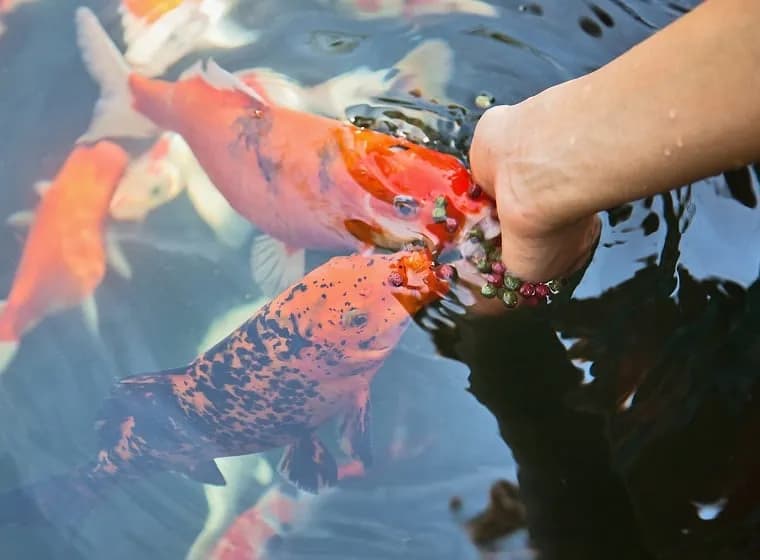 Wie oft Fische im Teich füttern: Die häufigsten Fehler vermeiden