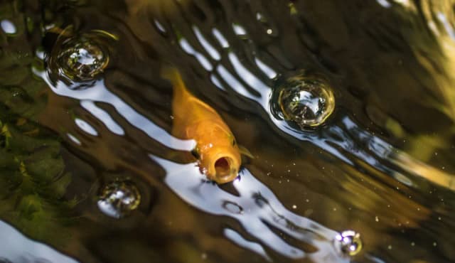 Sauerstoff im Teich erhöhen: Effektive Methoden für gesunde Fische
