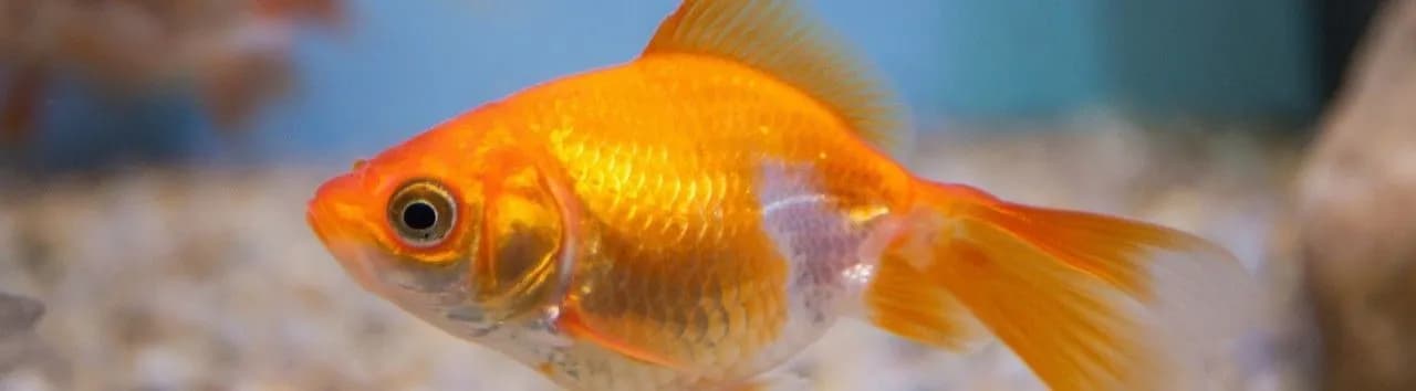 Wie alt wird ein Goldfisch im Teich? So verlängern Sie seine Lebensdauer