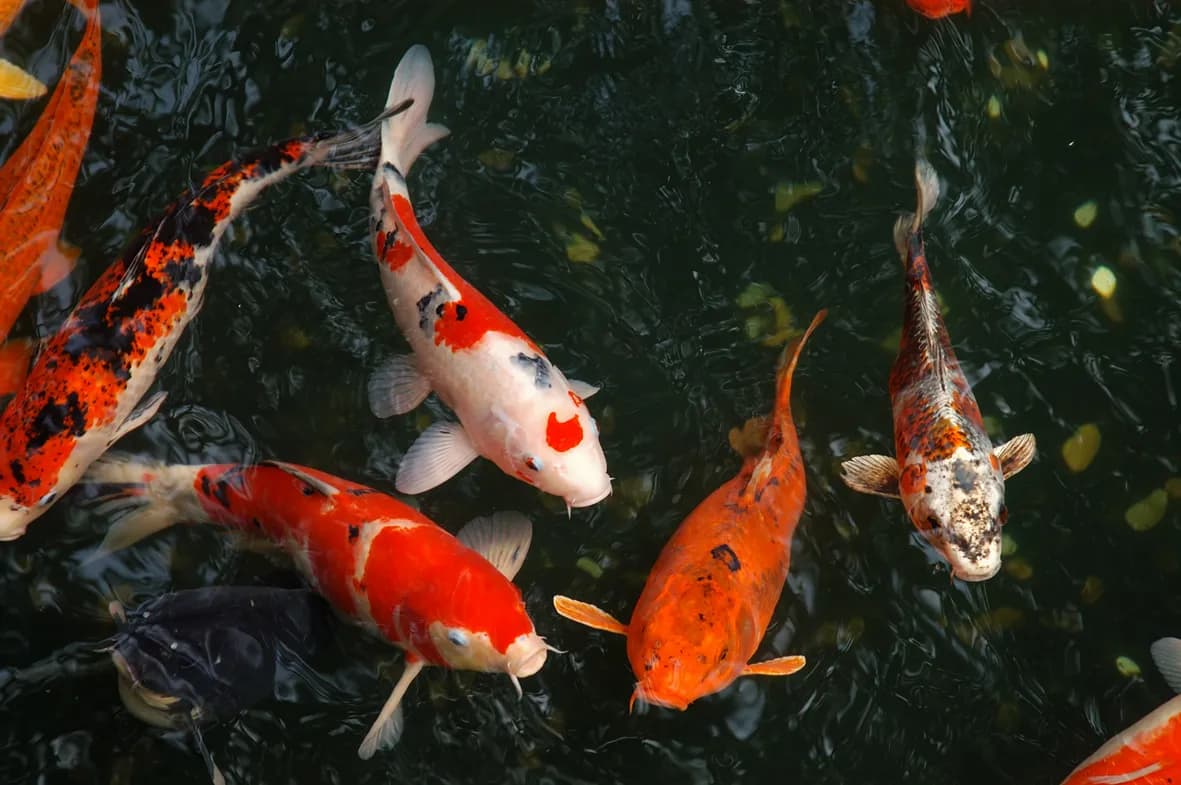 Die besten Fische für Ihren Teich: Tipps für gesunde Wasserbewohner