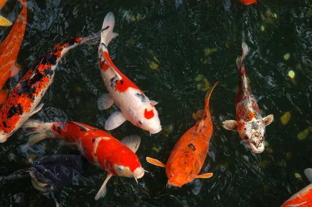 Die besten Fische für Ihren Teich: Tipps für gesunde Wasserbewohner